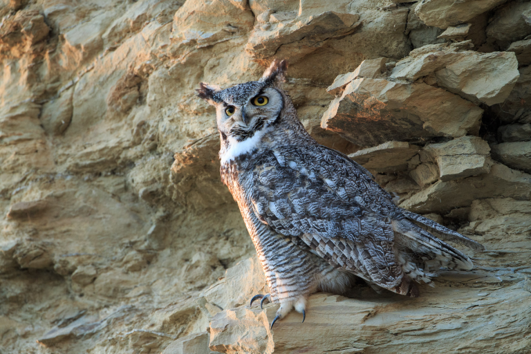 Great Horned Owl