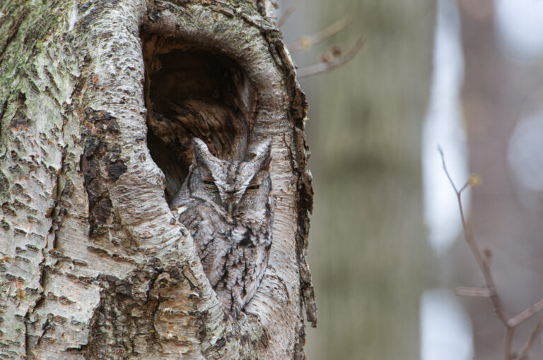 Eastern Screech-Owl