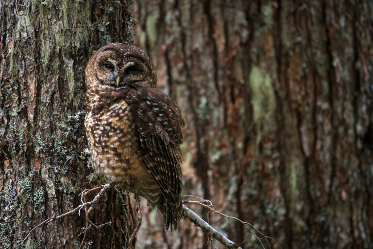 Spotted Owl