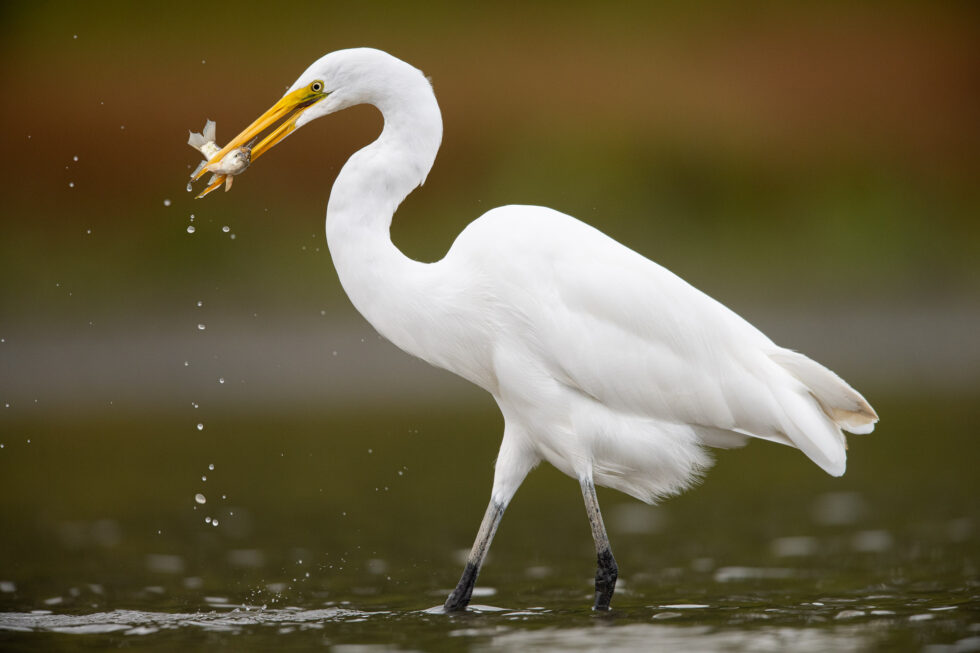 Decoding Bird Behavior for Better Photos