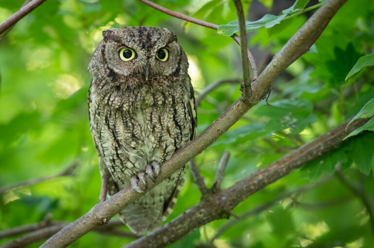 Western Screech-Owl