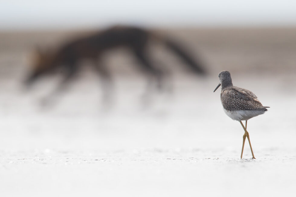 Using Out of Focus Elements Creatively in Bird Photography