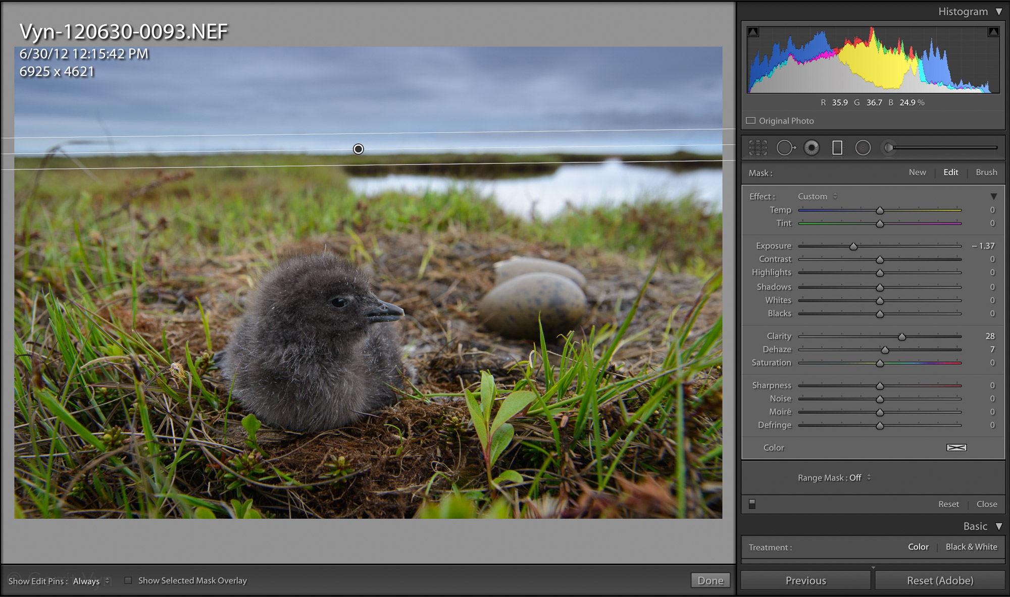 Essential Lightroom Editing for Bird Photography