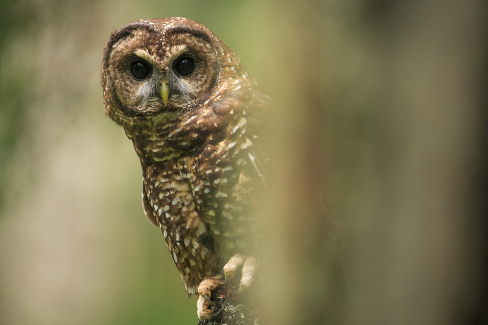 Using Obstructions Creatively in Bird Photography