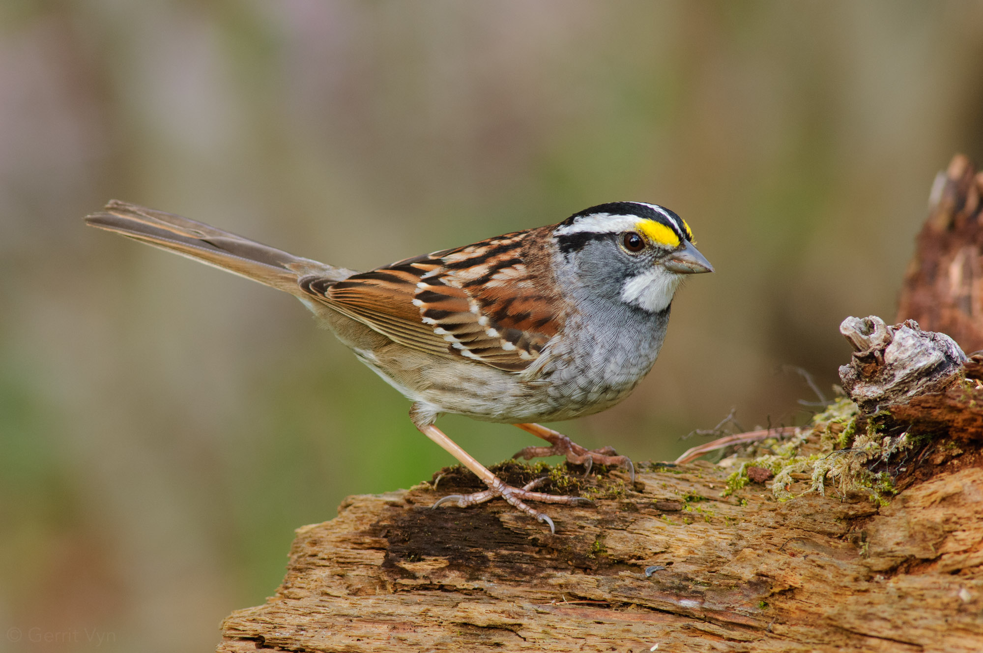 Noise Reduction Strategies for Bird Photography