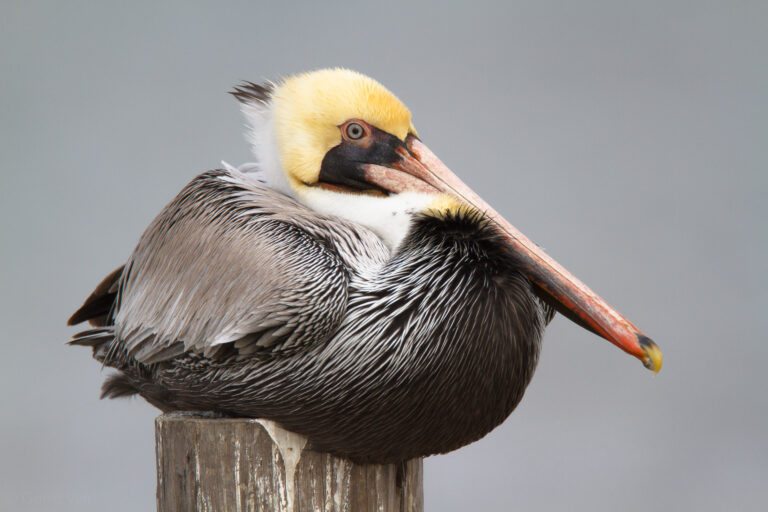 Brown Pelican