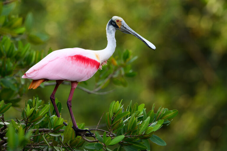 Roseate Spoonbill