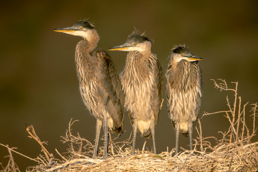 Photographing Bird Groups and Using Juxtaposition